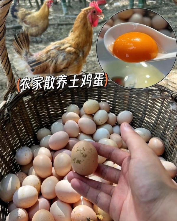 养鸡场直供现捡土鸡蛋包邮（偏远地区不发货） - 图片 6