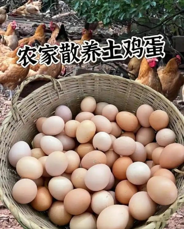 养鸡场直供现捡土鸡蛋包邮（偏远地区不发货）