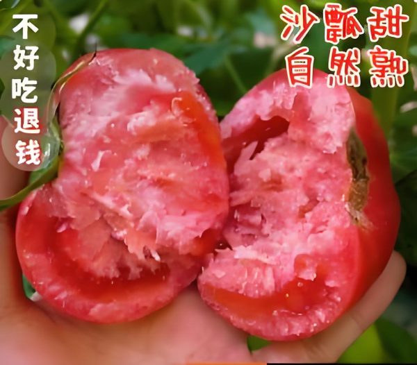 沙瓢西红柿大果3斤