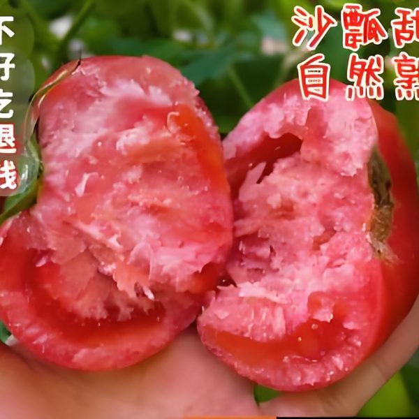 沙瓢西红柿大果3斤